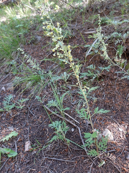 Artemisia franserioides
